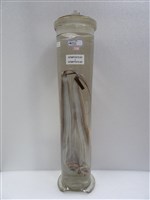 藏品(白帶魚)的圖片